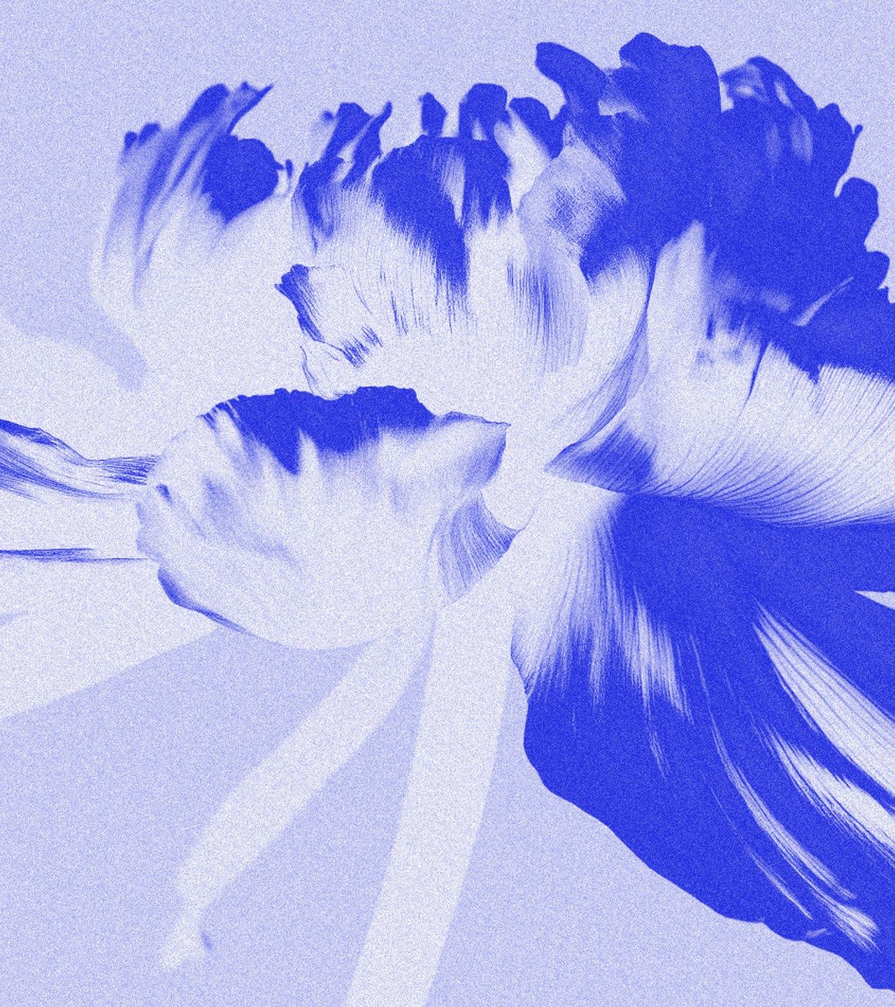 A flower close-up, toned cobalt
